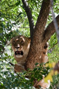 Lion in a tree