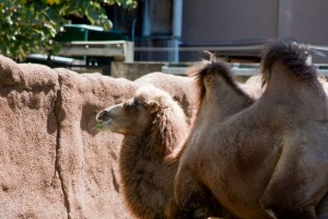 Camel