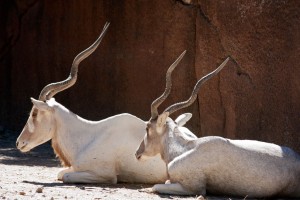 Twirly horned antelope