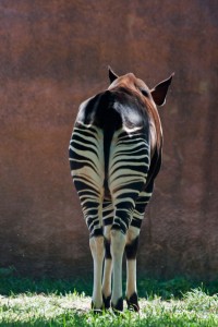 Okapi butt