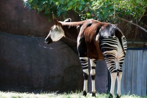 Okapi