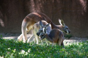 Kangaroos