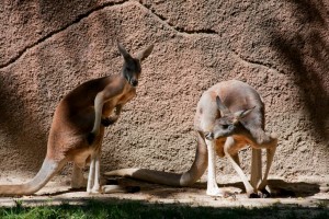 Kangaroos