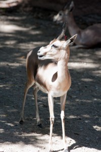 Mini-antelope