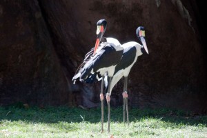 Four legged, two headed crane