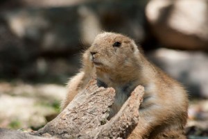 Prarie dog