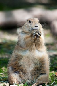 Prarie dog having lunch