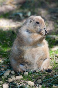 Prarie dog