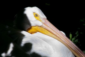 Pelican