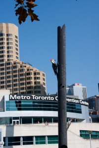 Woodpecker sculpture in front of Convention Center