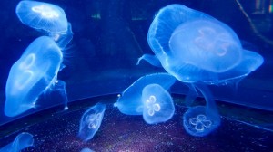 Jellies