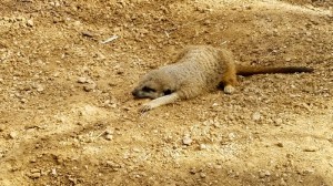 Sleeping meerkat