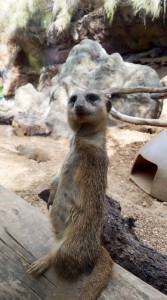 Watchful meerkat