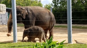 Elephants