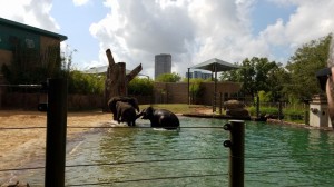 Elephants playing in the water