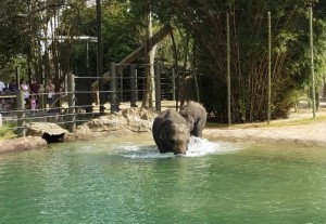 Elephants playing in the water