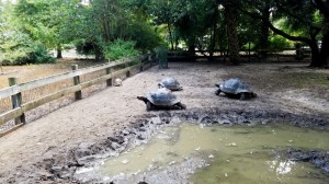 Tortoises