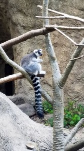 Lemur