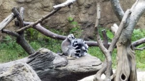 Lemurs