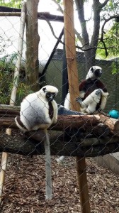 Lemurs