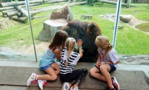 Meeting the Orang