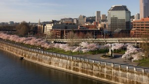 cherry_blossoms_pano