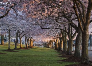 Cherry Blossoms - 2019