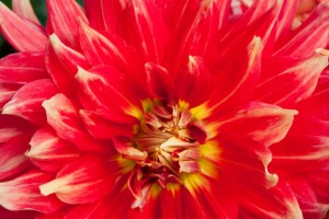 Dahlia Farm Sep 2022