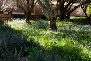 Filoli Mansion and Gardens