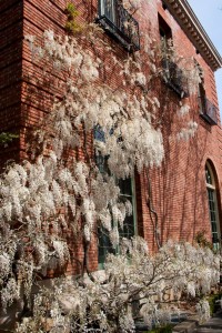 Filoli Mansion and Gardens