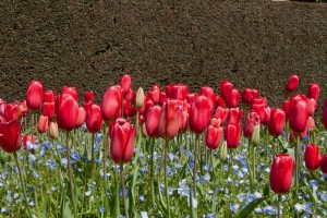 Filoli Mansion and Gardens