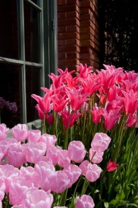 _Filoli Mansion and Gardens