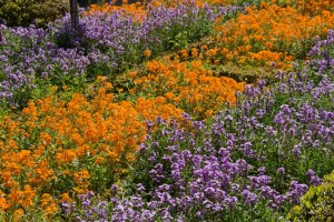 Filoli Mansion and Gardens