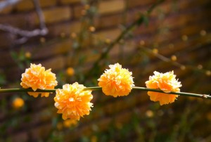 Filoli Mansion and Gardens