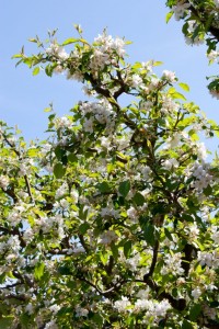 Filoli Mansion and Gardens