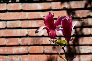 Filoli Mansion and Gardens