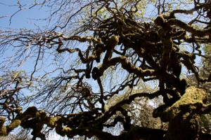 Filoli Mansion and Gardens