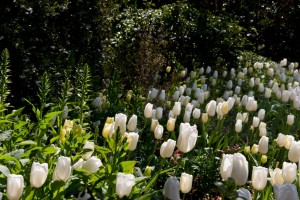 Filoli Mansion and Gardens