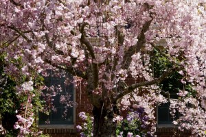 Filoli Mansion and Gardens