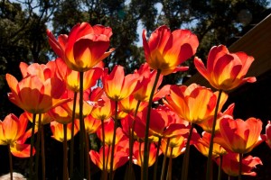 Filoli Mansion and Gardens - 2011