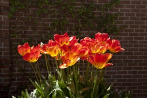 Filoli Mansion and Gardens