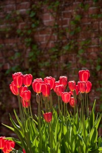 Filoli Mansion and Gardens