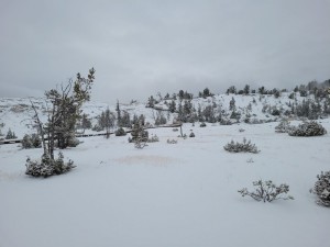 Mammoth Hot Springs (Les)