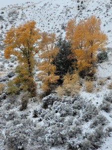 Yellow trees (Les)