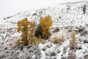 Yellow trees