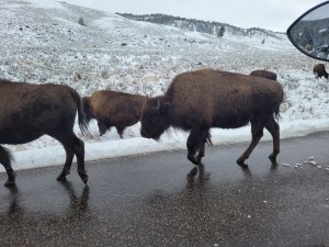 Bison on the move