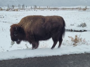 Bison