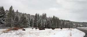 Bison all over