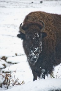 Bison in the snow