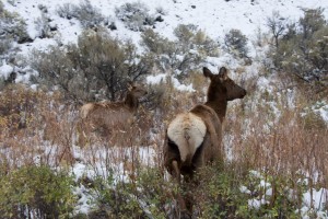 Elk butt